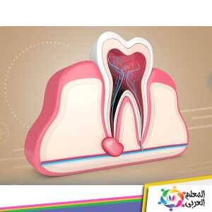 كيفية تمويت عصب الضرس في المنزل ب 7 طرق مجربة ومضمونة