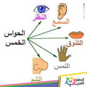 كيفية يتمكن الانسان من الاحساس بمختلف منبهات الوسط الخارجي