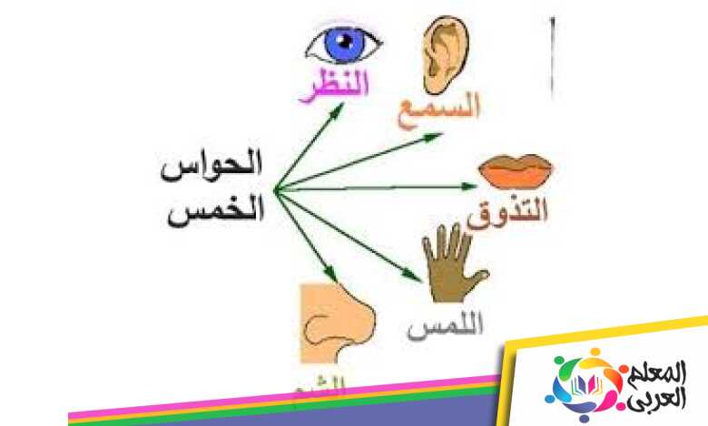 كيفية يتمكن الانسان من الاحساس بمختلف منبهات الوسط الخارجي